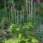 Bishopâs Cap 100 Seeds Mitella diphylla