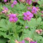 Bigroot Geranium 10 Seeds Geranium macrorrhizum