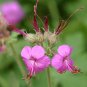 Bigroot Geranium 10 Seeds Geranium macrorrhizum