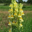 Yellow Toadflax Linaria vulgaris 100 Seeds Yellow Toadflax Linaria vulgaris 100 Seeds