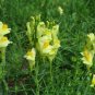 Yellow Toadflax Linaria vulgaris 100 Seeds