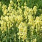Yellow Toadflax Linaria vulgaris 100 Seeds
