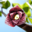 Pawpaw Tree Asimina triloba 10 Seeds