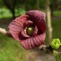 Pawpaw Tree Asimina triloba 10 Seeds