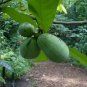 Pawpaw Tree Asimina triloba 10 Seeds