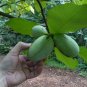 Pawpaw Tree Asimina triloba 10 Seeds