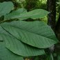 Pawpaw Tree Asimina triloba 10 Seeds