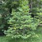 Pawpaw Tree Asimina triloba 10 Seeds