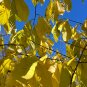 Pawpaw Tree Asimina triloba 10 Seeds