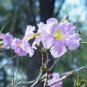 Pink Trumpet Tree Tabebuia heterophylla 20 Seeds