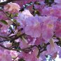 Pink Trumpet Tree Tabebuia heterophylla 20 Seeds