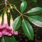 Pink Trumpet Tree Tabebuia heterophylla 20 Seeds