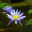 Blue Water Lily Nymphaea nouchali 10 Seeds