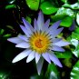 Blue Water Lily Nymphaea nouchali 10 Seeds