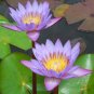 Blue Water Lily Nymphaea nouchali 10 Seeds