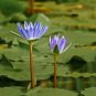 Blue Water Lily Nymphaea nouchali 10 Seeds