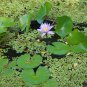 Blue Water Lily Nymphaea nouchali 10 Seeds