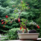 Dwarf Pomegranate 25 Seeds Punica granatum Dwarf Pomegranate 25 Seeds Punica granatum