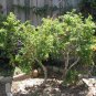 Dwarf Pomegranate  25 Seeds  Punica granatum