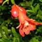 Dwarf Pomegranate  25 Seeds  Punica granatum