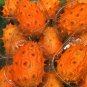 Horned Melon 10 Seeds Kiwano Cucumis metuliferus