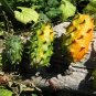 Horned Melon  10 Seeds  Kiwano  Cucumis metuliferus