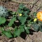 Horned Melon 10 Seeds Kiwano Cucumis metuliferus