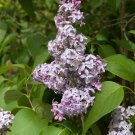 Lilac Syrina vulgaris 100 Seeds Lilac Syrina vulgaris 100 Seeds
