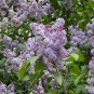 Lilac Syrina vulgaris 100 Seeds