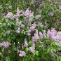 Lilac Syrina vulgaris 100 Seeds