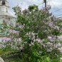 Lilac Syrina vulgaris 100 Seeds