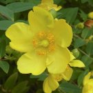 Goldencup St John's Wort 20 Seeds Hypericum patulum Goldencup St John's Wort 20 Seeds Hypericum patulum