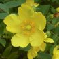 Goldencup St John's Wort 20 Seeds Hypericum patulum