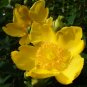 Goldencup St John's Wort 20 Seeds Hypericum patulum
