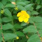 Goldencup St John's Wort 20 Seeds Hypericum patulum