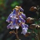 Royal Paulownia 500 Seeds Paulownia tomentosa Royal Paulownia 500 Seeds Paulownia tomentosa