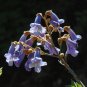 Royal Paulownia 500 Seeds Paulownia tomentosa