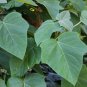 Royal Paulownia 500 Seeds Paulownia tomentosa