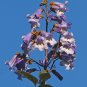 Royal Paulownia 500 Seeds Paulownia tomentosa