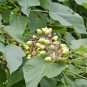 Royal Paulownia 500 Seeds Paulownia tomentosa