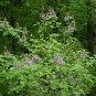 Royal Paulownia 500 Seeds Paulownia tomentosa