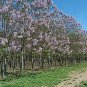Royal Paulownia 500 Seeds Paulownia tomentosa