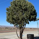 Pinyon Pine 10 Seeds Pinus edulis Pinyon Pine 10 Seeds Pinus edulis