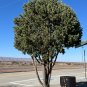 Pinyon Pine 10 Seeds Pinus edulis