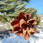 Pinyon Pine 10 Seeds Pinus edulis