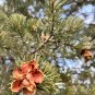 Pinyon Pine 10 Seeds Pinus edulis