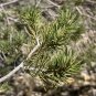 Pinyon Pine 10 Seeds Pinus edulis