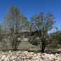Pinyon Pine 10 Seeds Pinus edulis