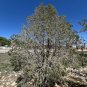 Pinyon Pine 10 Seeds Pinus edulis