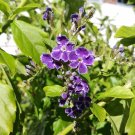Golden Dewdrop Duranta erecta 20 Seeds Golden Dewdrop Duranta erecta 20 Seeds